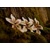 Orchidea 'White Wedding'' (sada 3 ks) - dekoračné kvety