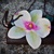 Zen - dekorácia s orchideou