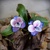 Orchideové - visiace náušnice s francúzskym zapínaním