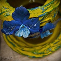 Črepník "Modrá orchidea"