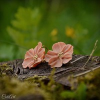 Lososové kvety - náušnice