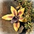 Orchidea 'Vanilla Sky'' (sada 3 ks) - dekoračné kvety