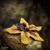 Orchidea 'Vanilla Sky'' (sada 3 ks) - dekoračné kvety
