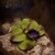 Orchidea ''purpurová zeleň'' (sada 4 ks) - dekoračné kvety
