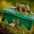 Vážky v lese - krabička na drobnosti