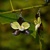 Modro-limetková orchidea - náušnice