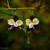 Modro-limetková orchidea - náušnice