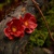Červené maky - náušnice s kvetom