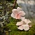 Orchidea "ženská energia" - visiace kvetinové náušnice