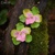 Zeleno-ružová orchidea - visiace kvetinové náušnice